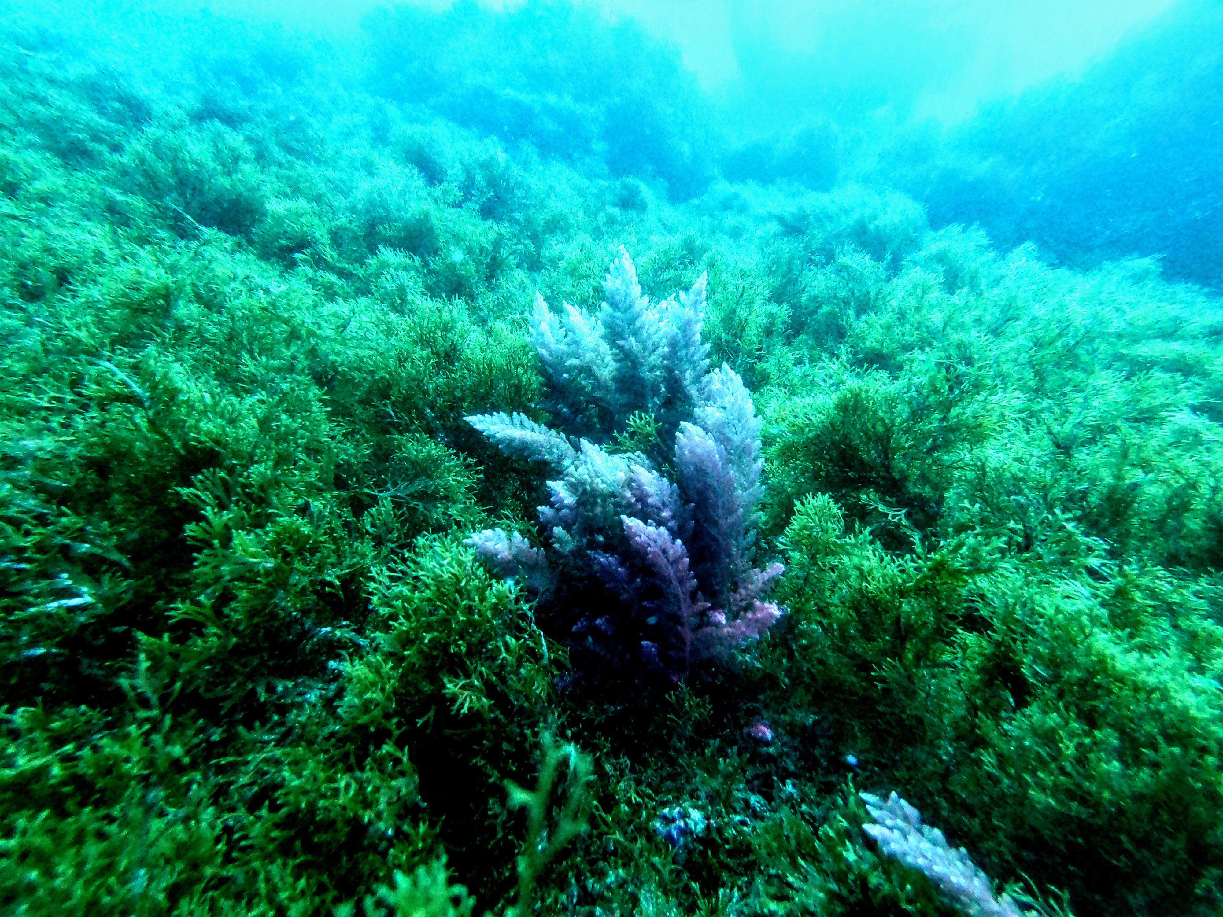 Black Coral in Seagrass