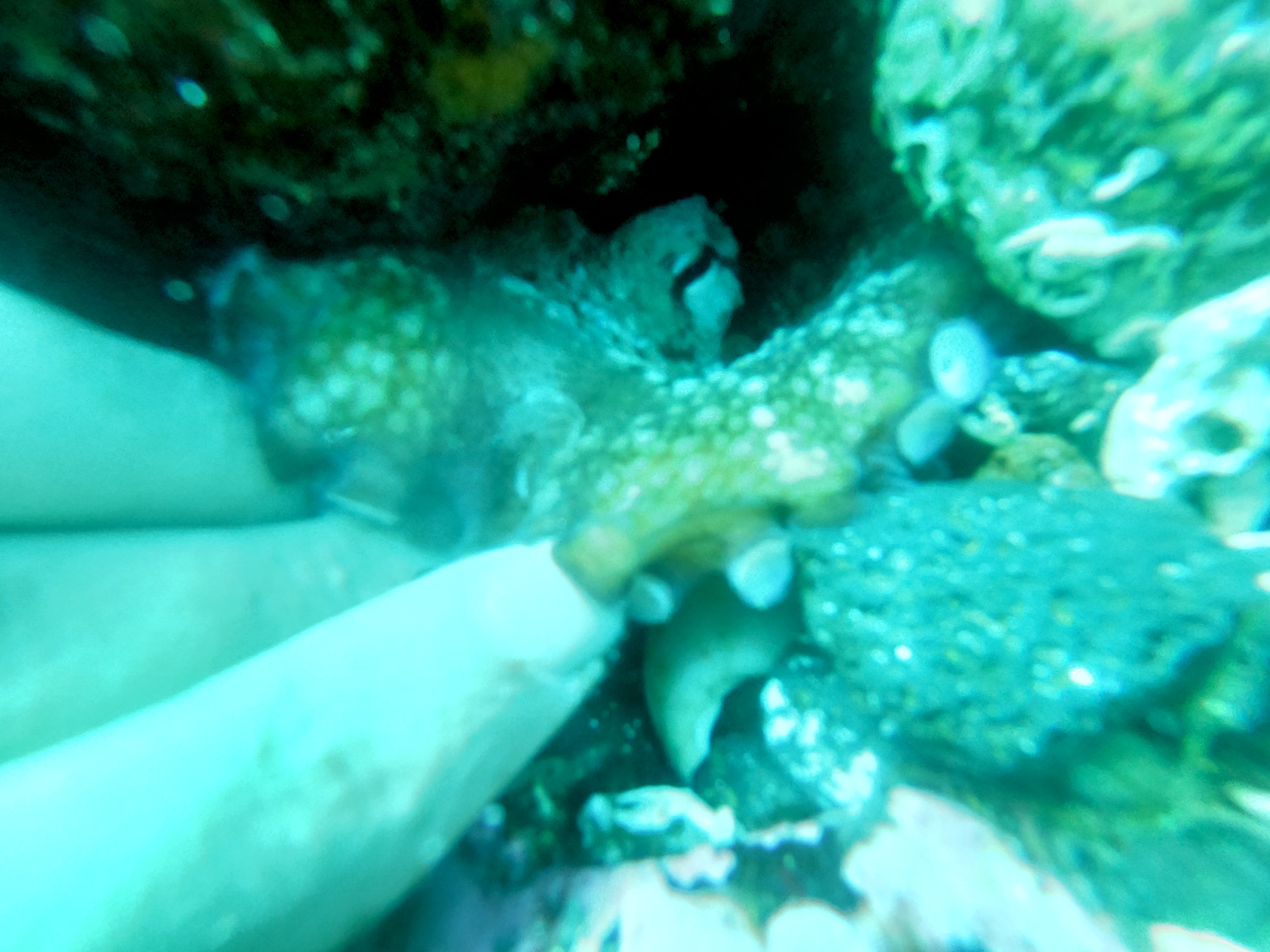 Octopus Holding My Hand