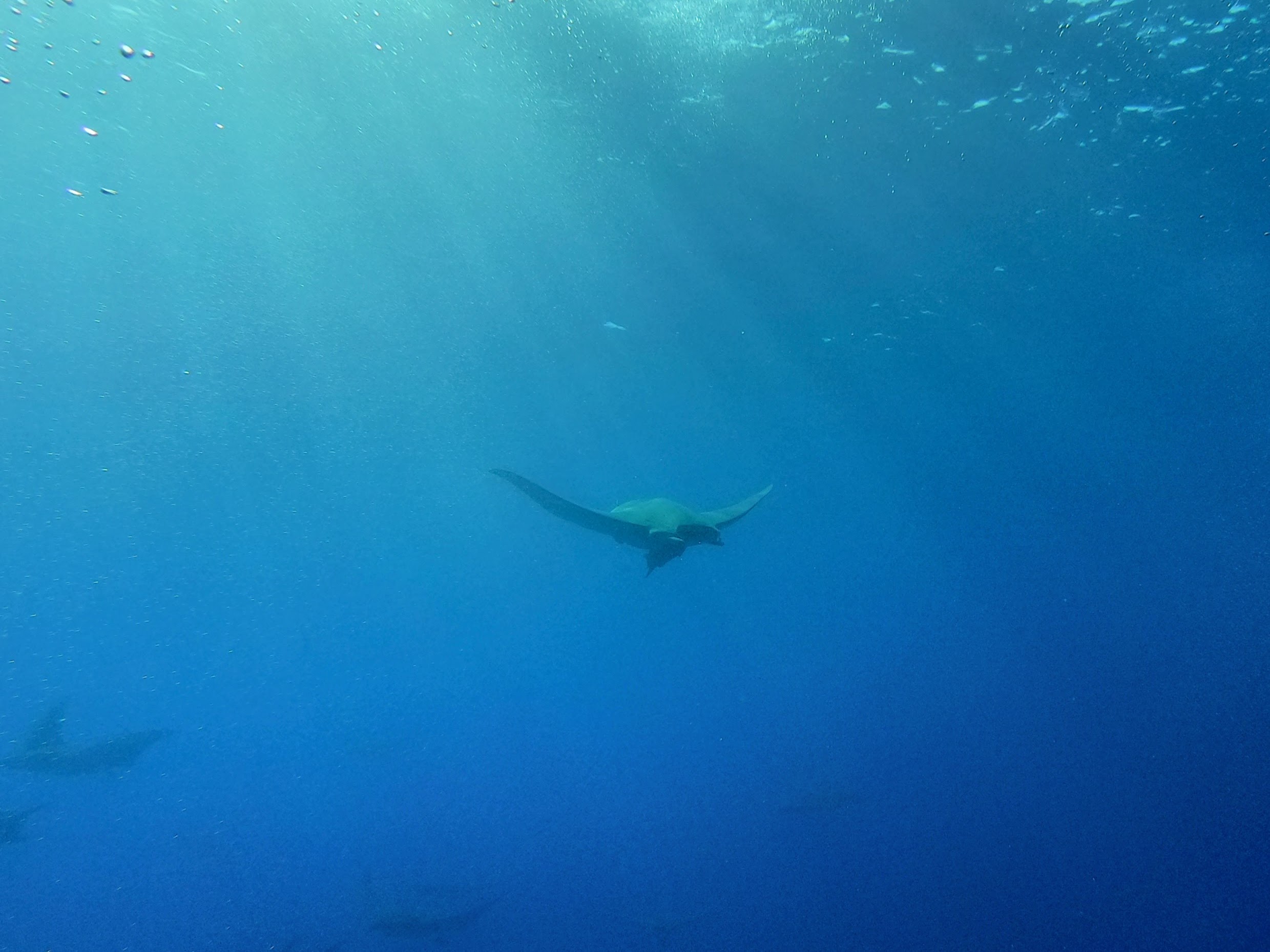 Manta