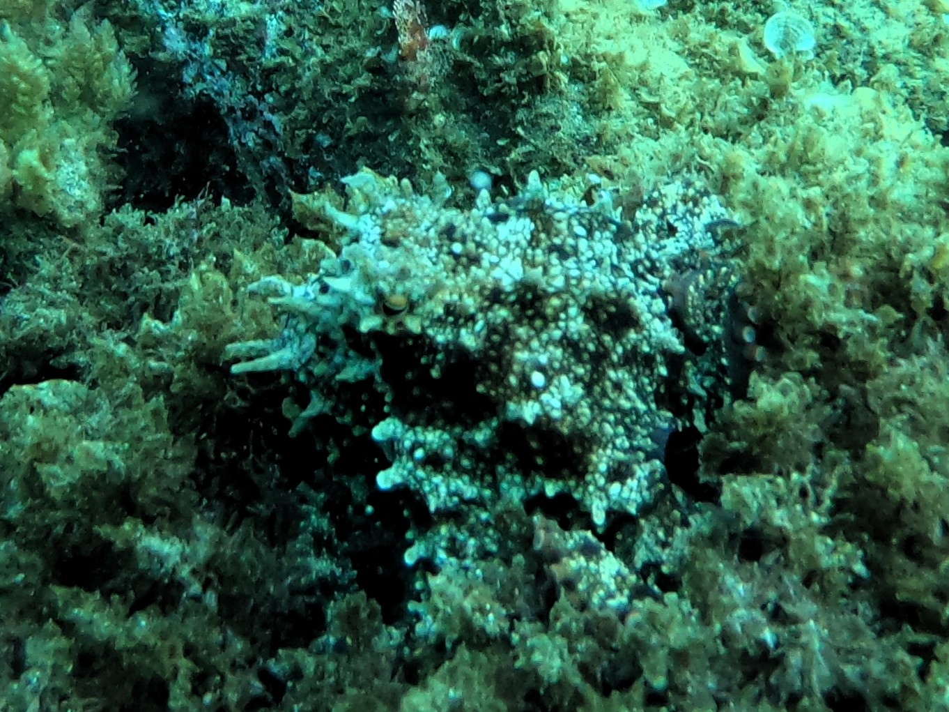 Octopus Close Shot