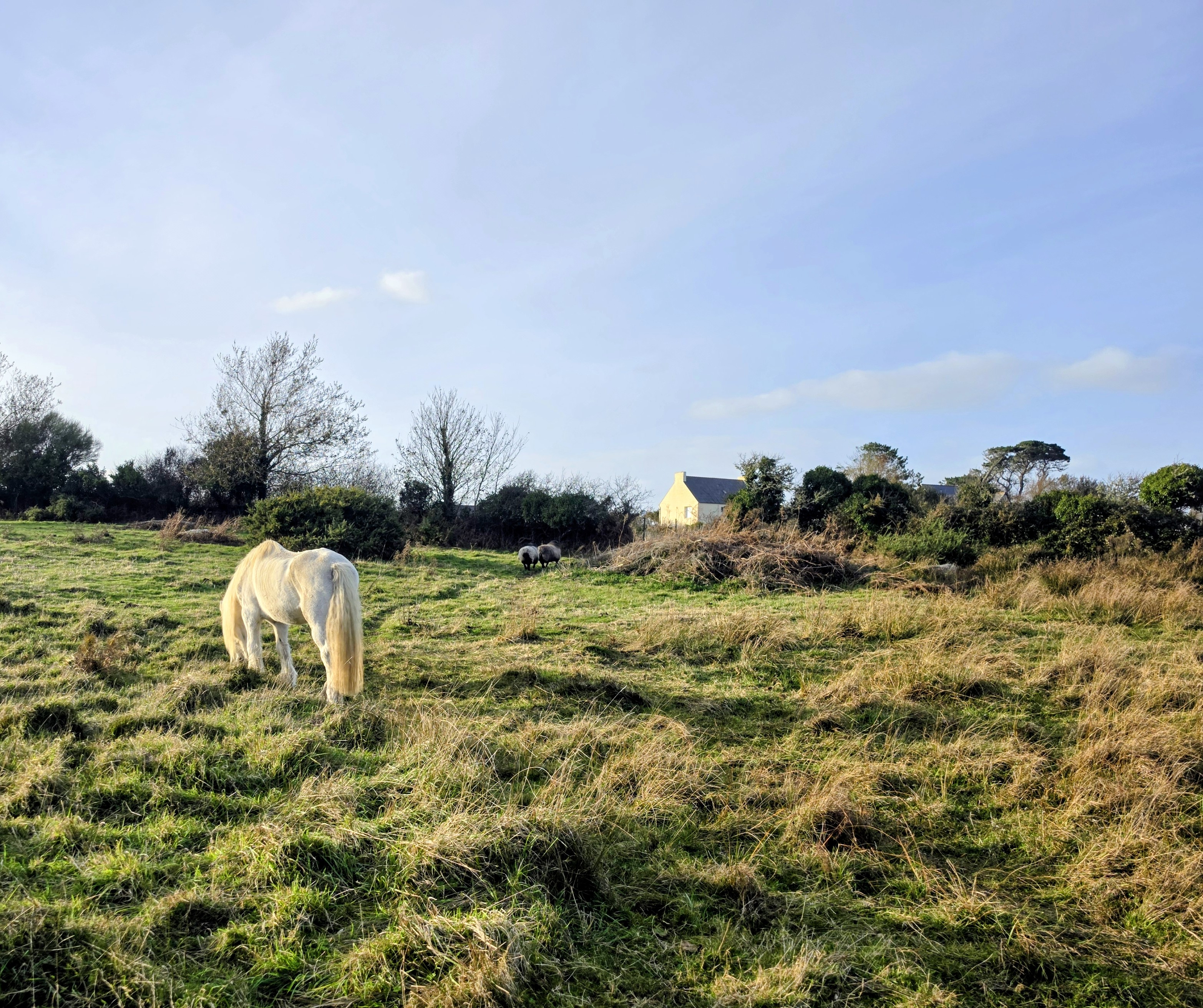 Horse and Sheep in Field