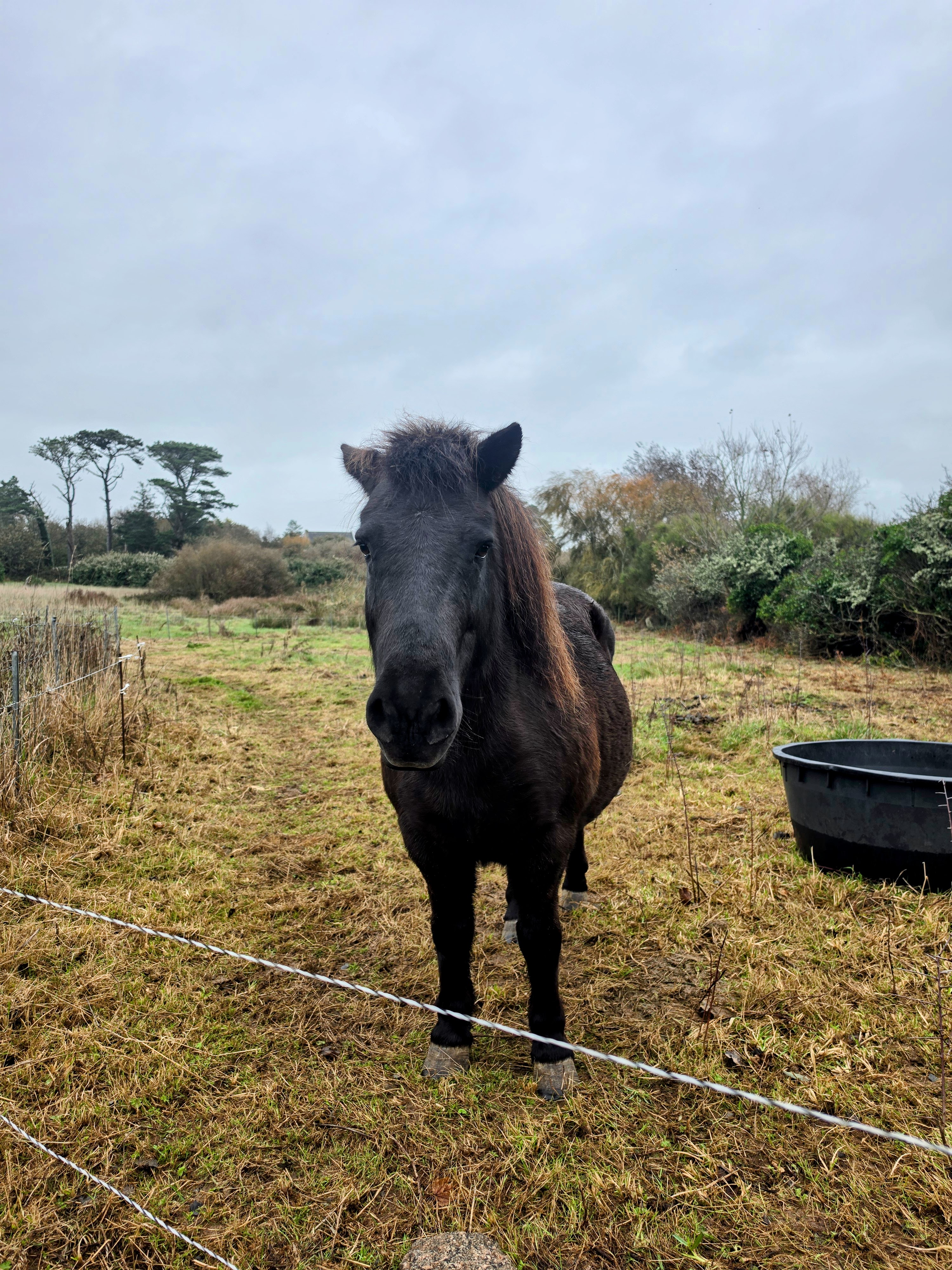 Flicka